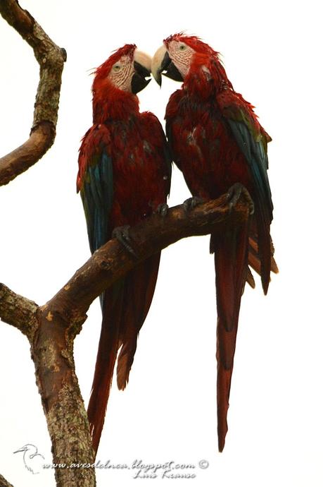 Guacamayo rojo (Green-winged Macaw) Ara chloropterus