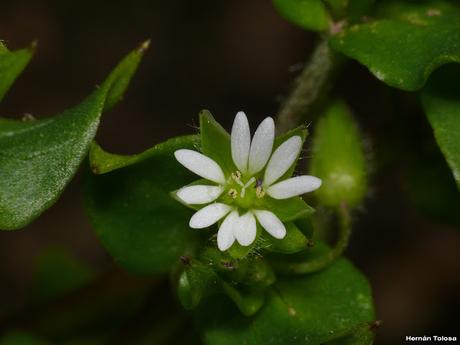 Capiquí (Stellaria media)