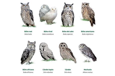 EL CIM D’ÁLIGUES, UNA ESCAPADA PARA VER VOLAR AVES RAPACES EL CIM D’ÁLIGUES, UNA ESCAPADA PARA VER VOLAR AVES RAPACES