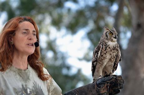 EL CIM D’ÁLIGUES, UNA ESCAPADA PARA VER VOLAR AVES RAPACES EL CIM D’ÁLIGUES, UNA ESCAPADA PARA VER VOLAR AVES RAPACES