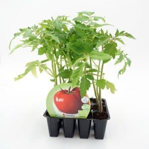 pack 12 unidades de plantel de tomate tres cantos ecológico