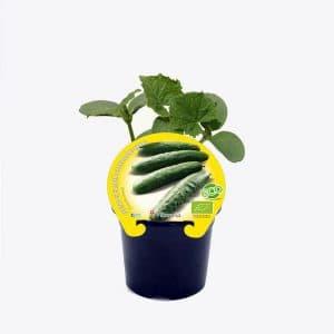plantel de ecológico pepino en maceta 10,5cm