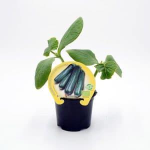 plantel de ecológico calabacín en maceta 10,5cm