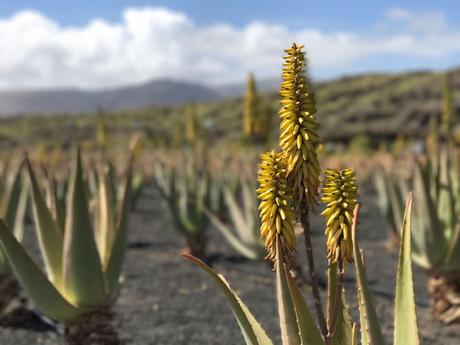 Descubirndo en profundidad el aloe vera con Aloe Plus Lanzarote