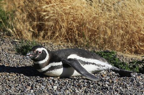 Pingüinera de Punta Tombo