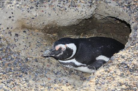 Pingüinera de Punta Tombo