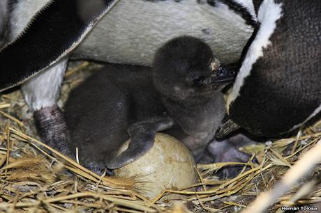 Pingüinera de Punta Tombo