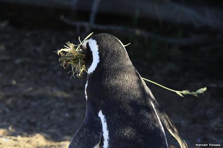 Pingüinera de Punta Tombo