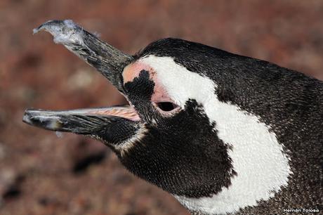 Pingüinera de Punta Tombo