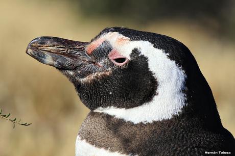 Pingüinera de Punta Tombo