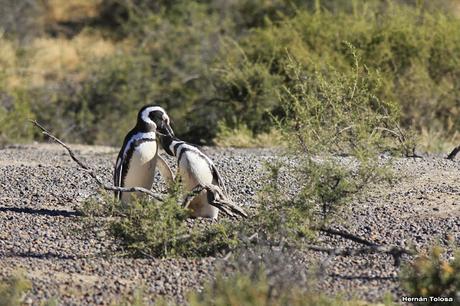 Pingüinera de Punta Tombo