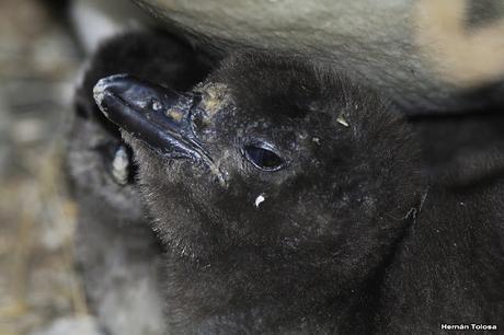 Pingüinera de Punta Tombo