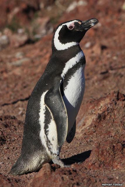 Pingüinera de Punta Tombo