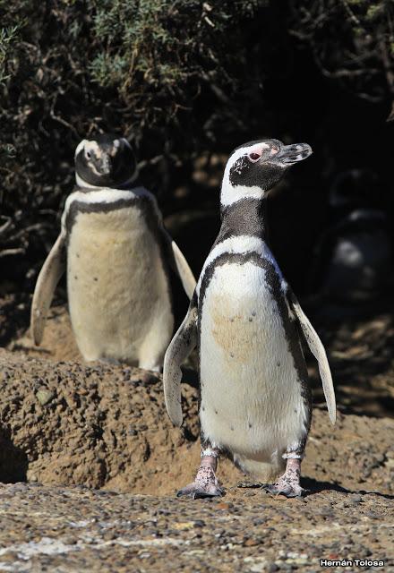 Pingüinera de Punta Tombo