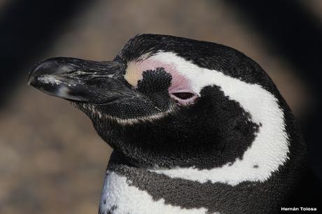 Pingüinera de Punta Tombo