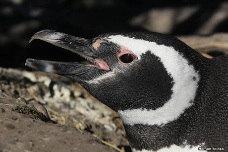 Pingüinera de Punta Tombo