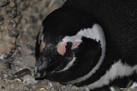 Pingüinera de Punta Tombo