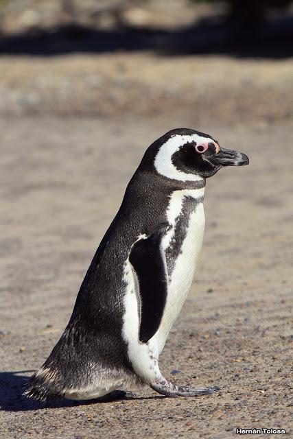 Pingüinera de Punta Tombo