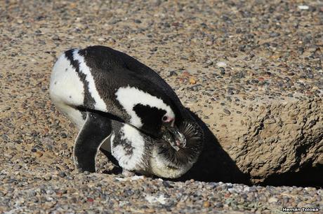 Pingüinera de Punta Tombo