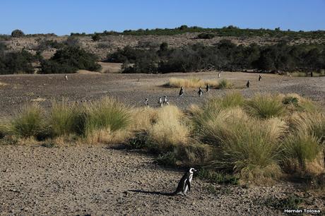 Pingüinera de Punta Tombo