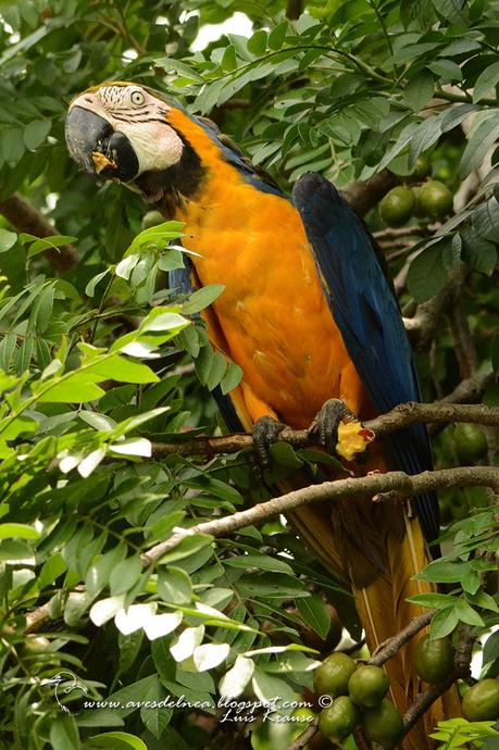 Guacamayo azul y amarillo (Blue-and-yellow Macaw) Ara ararauna