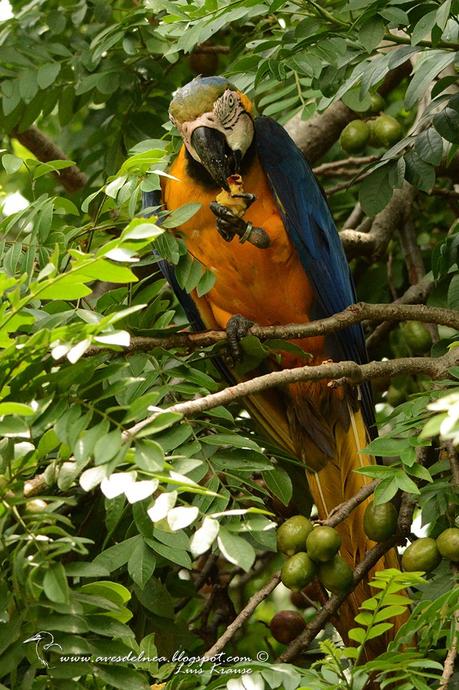 Guacamayo azul y amarillo (Blue-and-yellow Macaw) Ara ararauna