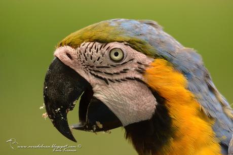 Guacamayo azul y amarillo (Blue-and-yellow Macaw) Ara ararauna