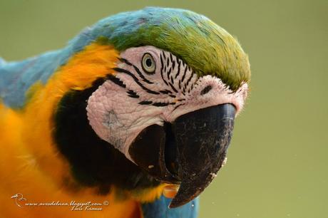 Guacamayo azul y amarillo (Blue-and-yellow Macaw) Ara ararauna