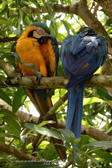 Guacamayo azul y amarillo (Blue-and-yellow Macaw) Ara ararauna
