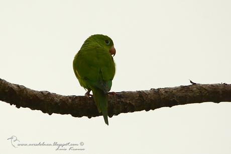 Catita chirirí (Yellow-chevroned Parakeet) Brotogeris chiriri