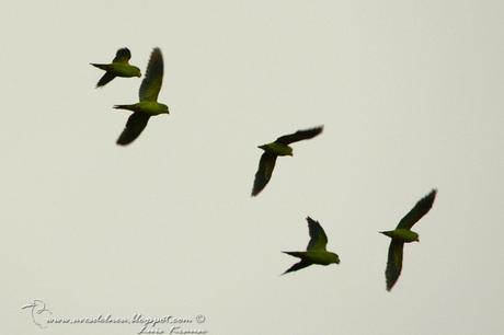 Catita chirirí (Yellow-chevroned Parakeet) Brotogeris chiriri