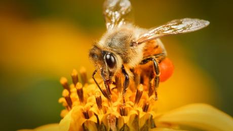 BELLEZAS DE ABEJAS EN IMAGENES - BEAUTY OF BEES IN IMAGES.