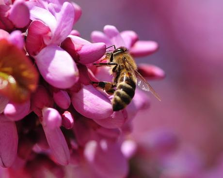 BELLEZAS DE ABEJAS EN IMAGENES - BEAUTY OF BEES IN IMAGES.