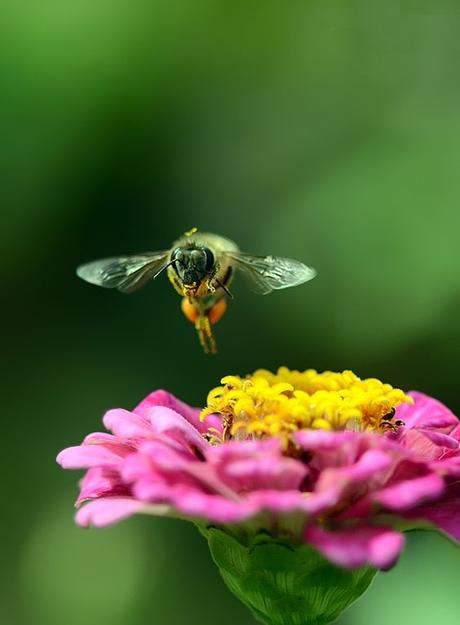 BELLEZAS DE ABEJAS EN IMAGENES - BEAUTY OF BEES IN IMAGES.