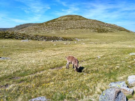 LAGUNA GRANDE Y CHARCA ESMERALDA  (SIERRA DE GREDOS)