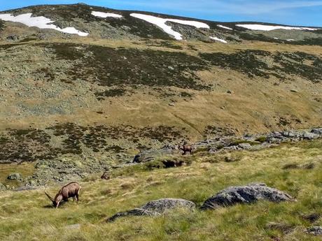 LAGUNA GRANDE Y CHARCA ESMERALDA  (SIERRA DE GREDOS)