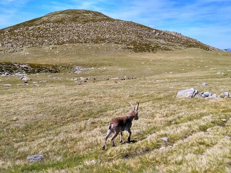 LAGUNA GRANDE Y CHARCA ESMERALDA  (SIERRA DE GREDOS)