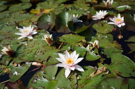 Sony A9, nueva toma de contacto de la full frame sin espejo de gama alta Muestras Sonya9015