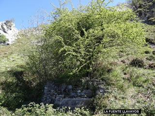 Ribota-Felguera-Doñango-La Collá Pelúgano-La Pandiella-Los Casares-Texera-Campa Perugues-La Güeya Carbayal