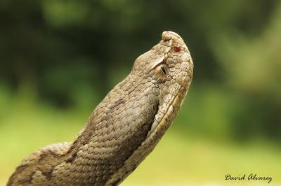 Víboras mediterráneas (hocicuda y áspid), zonas de contacto e hibridación Víboras mediterráneas (hocicuda y áspid), zonas de contacto e hibridación