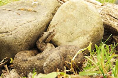 Víboras mediterráneas (hocicuda y áspid), zonas de contacto e hibridación Víboras mediterráneas (hocicuda y áspid), zonas de contacto e hibridación