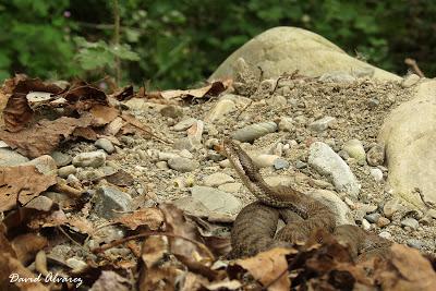 Víboras mediterráneas (hocicuda y áspid), zonas de contacto e hibridación Víboras mediterráneas (hocicuda y áspid), zonas de contacto e hibridación