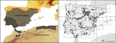 Víboras mediterráneas (hocicuda y áspid), zonas de contacto e hibridación Víboras mediterráneas (hocicuda y áspid), zonas de contacto e hibridación