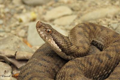 Víboras mediterráneas (hocicuda y áspid), zonas de contacto e hibridación Víboras mediterráneas (hocicuda y áspid), zonas de contacto e hibridación
