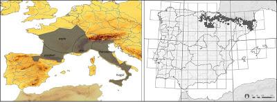 Víboras mediterráneas (hocicuda y áspid), zonas de contacto e hibridación Víboras mediterráneas (hocicuda y áspid), zonas de contacto e hibridación