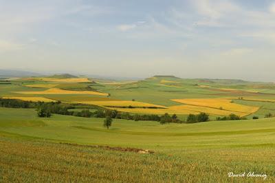 Víboras mediterráneas (hocicuda y áspid), zonas de contacto e hibridación Víboras mediterráneas (hocicuda y áspid), zonas de contacto e hibridación