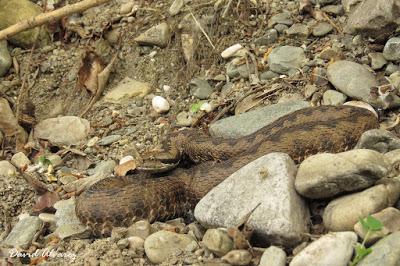 Víboras mediterráneas (hocicuda y áspid), zonas de contacto e hibridación Víboras mediterráneas (hocicuda y áspid), zonas de contacto e hibridación