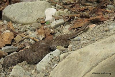 Víboras mediterráneas (hocicuda y áspid), zonas de contacto e hibridación Víboras mediterráneas (hocicuda y áspid), zonas de contacto e hibridación
