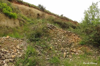 Víboras mediterráneas (hocicuda y áspid), zonas de contacto e hibridación Víboras mediterráneas (hocicuda y áspid), zonas de contacto e hibridación