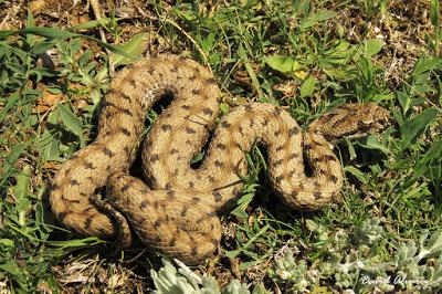 Víboras mediterráneas (hocicuda y áspid), zonas de contacto e hibridación Víboras mediterráneas (hocicuda y áspid), zonas de contacto e hibridación